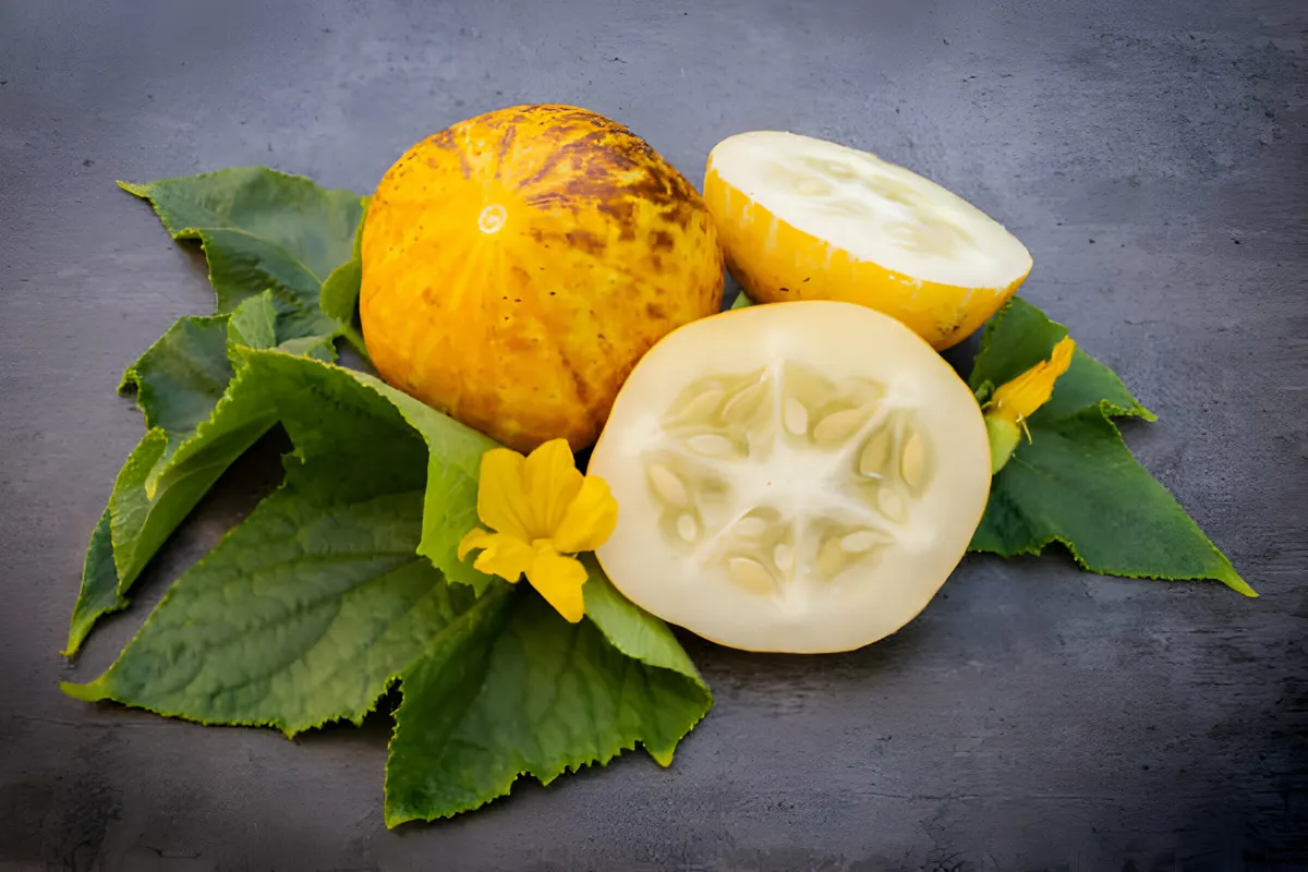 Bright yellow-green lemon cucumbers with a round, slightly bumpy texture, freshly harvested and glistening with droplets of water.